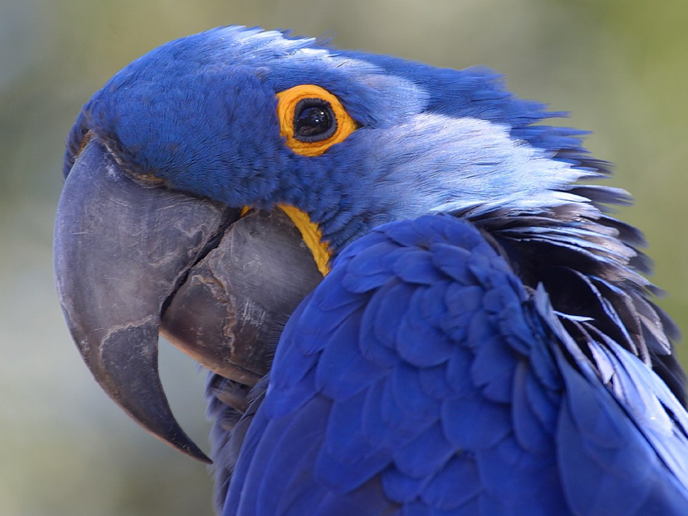 I vostri piccoli amici: foto, adozioni, persi e ritrovati. Questo &egrave; lo spazio dedicato agli animali, potrete raccontarci storie, inviarci foto, chiedere aiuto per ritrovare una bestiola persa o per farne adottare una. Scrivere a: redazioneweb@larena.it 