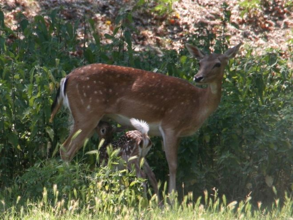 Bovolone: cerbiatta nel parco della valle lungo il Menago 