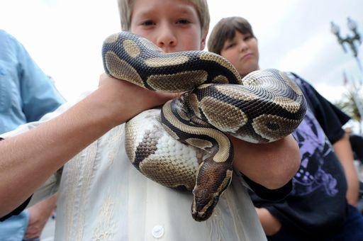 Usa; Pitone strangola una bimba di 2 anni
L'animale del patrigno fuggito dalla sua teca nella notte