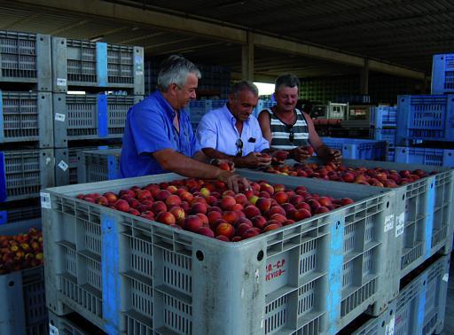 
 Per i prezzi di pesche e nettarine il 2009 è un anno difficile