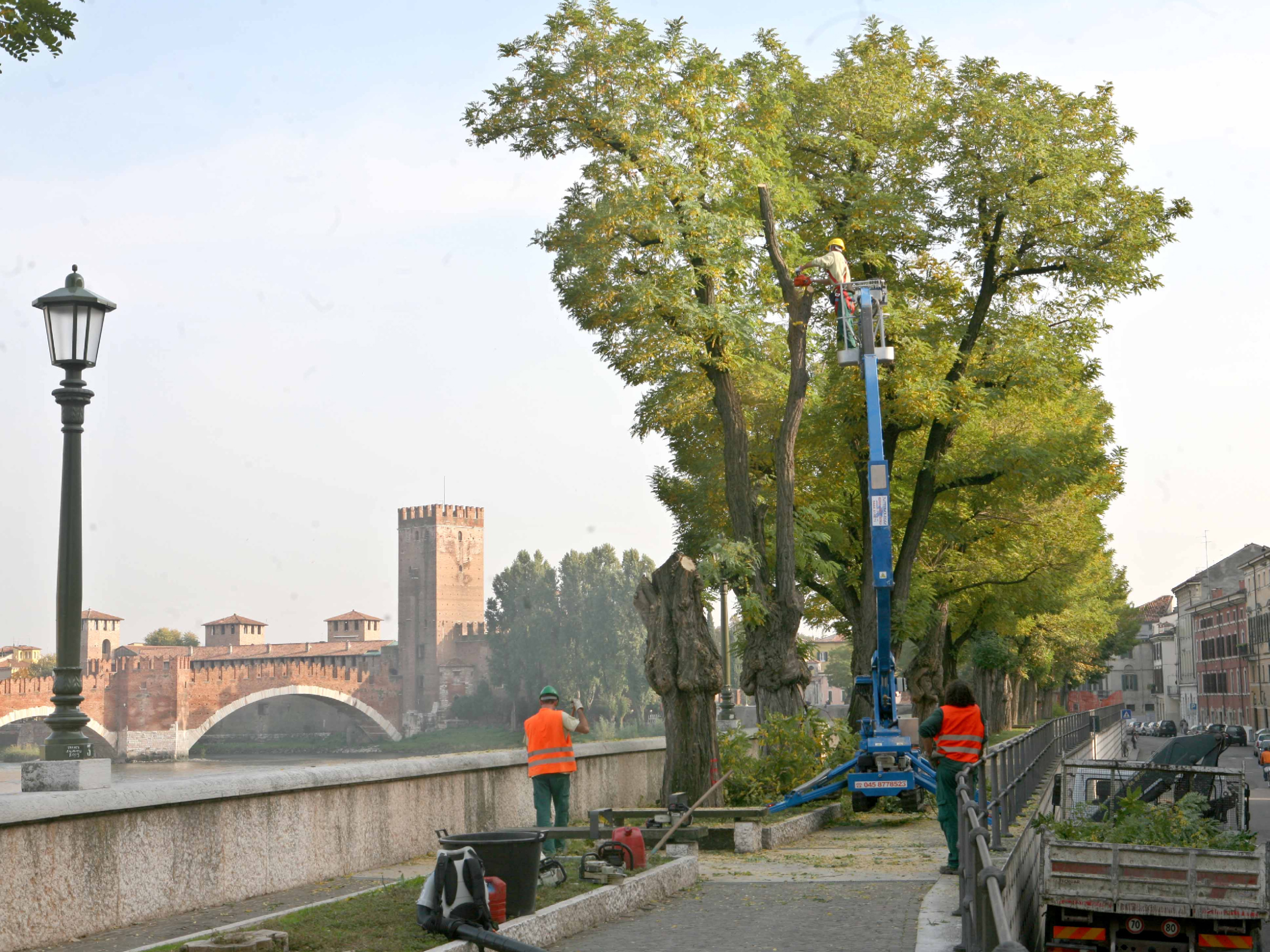 Il taglio delle robinie di regaste San Zeno