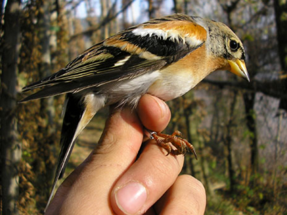 Una peppola: la Regione Veneto l'ha inserita tra le specie cacciabili in deroga