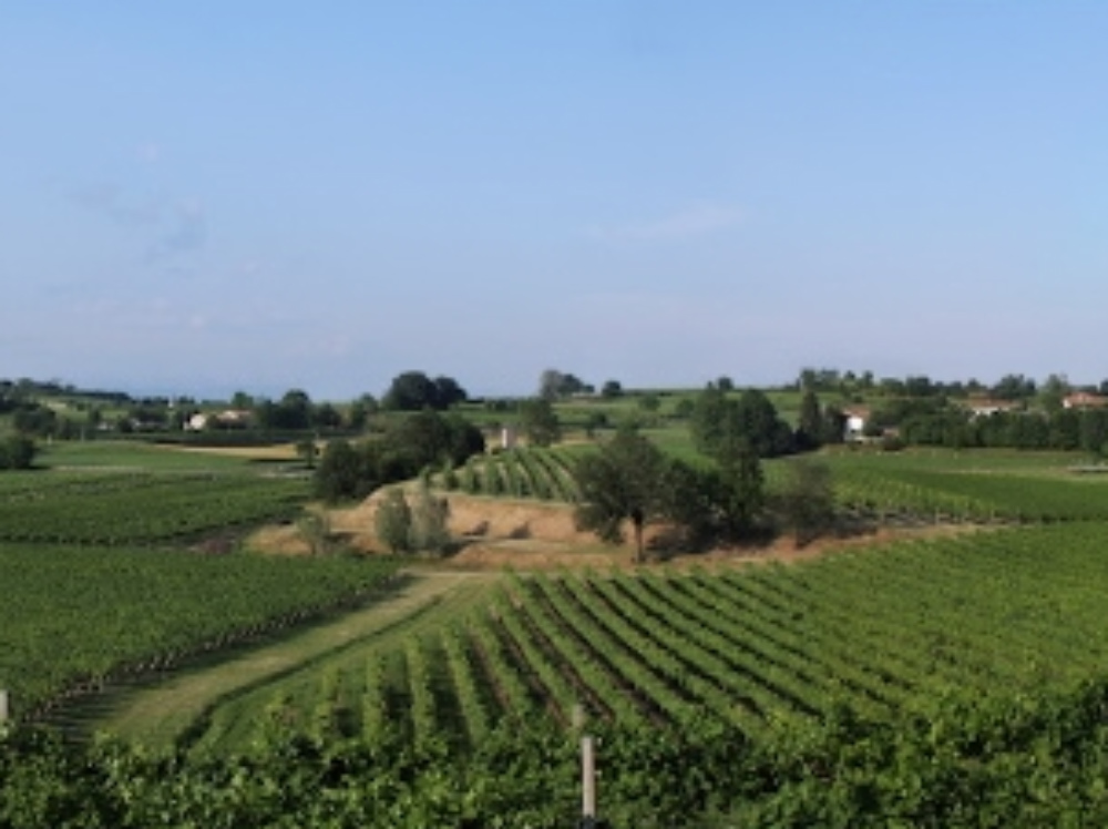 I vigneti caratterizzano il paesaggio della Valpolicella 
