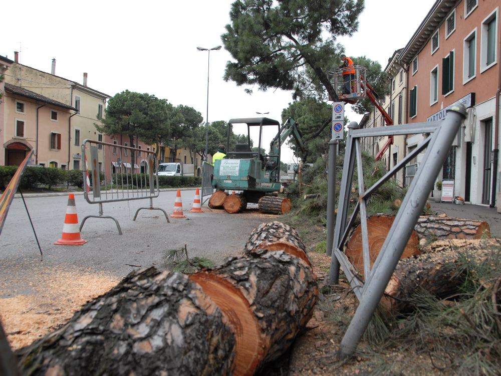 Un tronco di un pino marittimo abbattuto in via Bixio FOTO PECORA