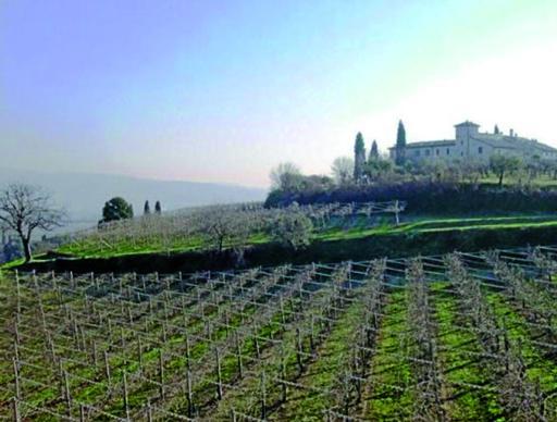 
 I controlli passano a soggetti terzi. Nella foto vigneti in Valpolicella