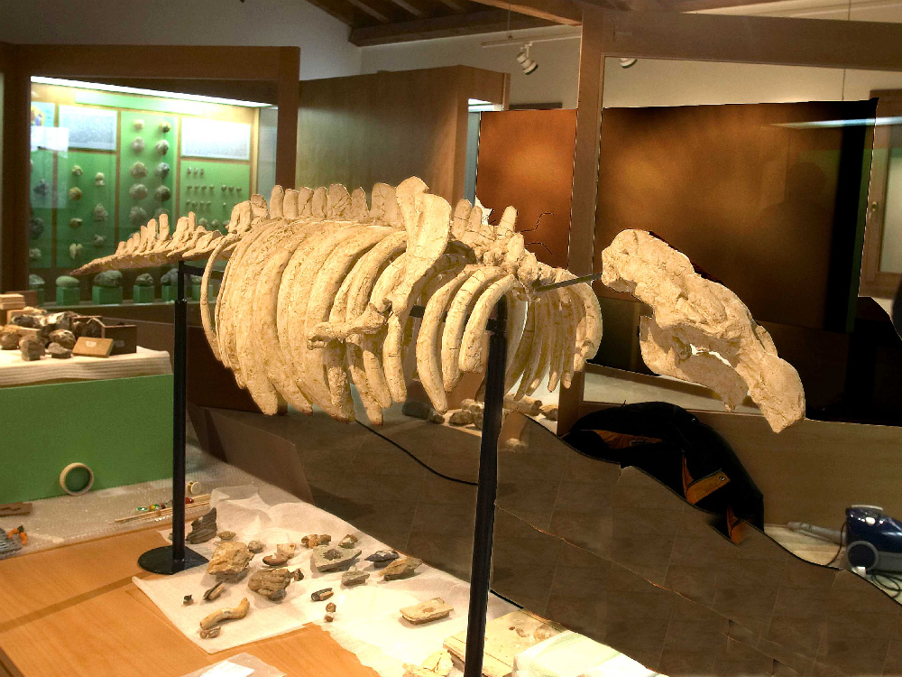 Lo scheletro del Prototherium, simbolo del museo dei fossili di Roncà, trovato sul monte Duello   