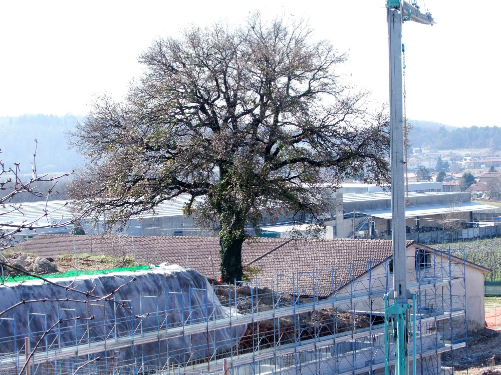 Il grande ombrello verde della quercia svetta tra i capannoni che la stanno soffocando FOTO AMATO 