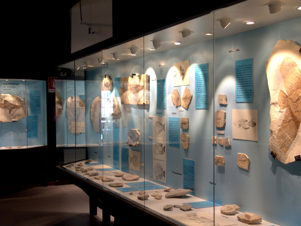 Il museo di Bolca