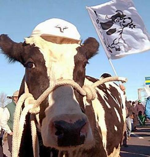 
 Latte: proteste anti-multe 