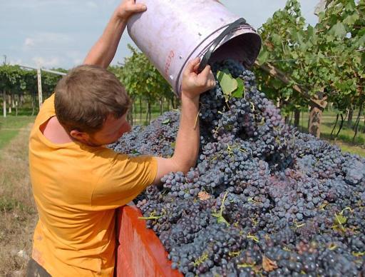 
 Nel Veneto viene prodotto il 20% di tutta l'uva italiana