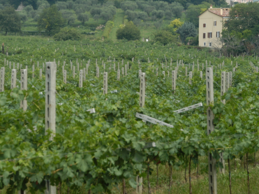 In questi giorni è polemica sui trattamenti alle viti in Valpolicella    