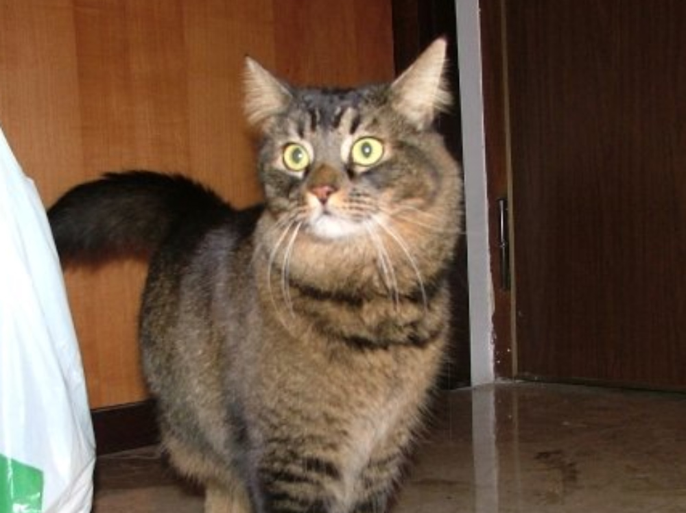 Kirikù