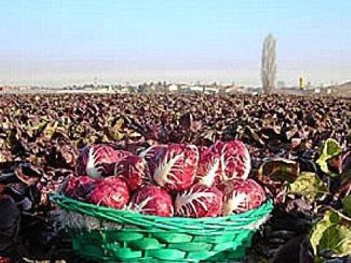 
 Radicchio rosso di Verona