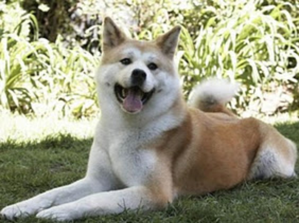 Hachiko, protagonista di un film commovente