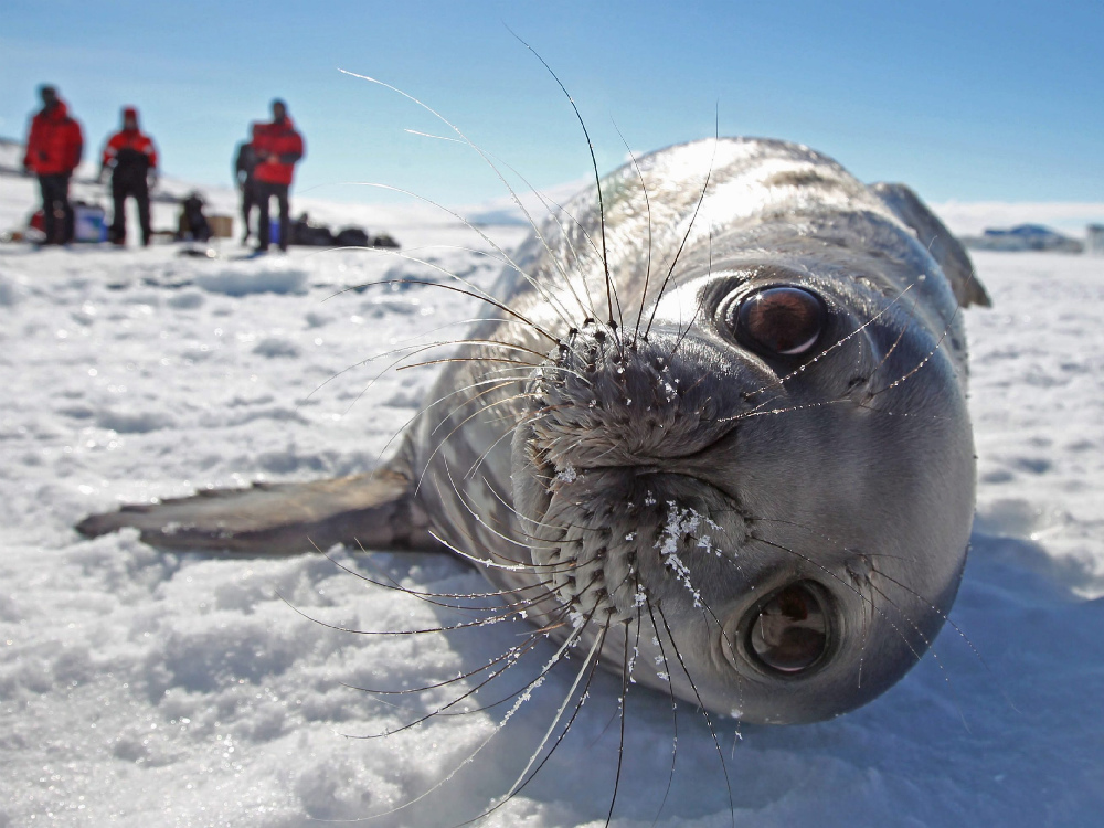 Antartico, una foca