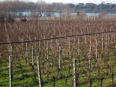 I vigneti del Lugana a Peschiera, in località Frassino