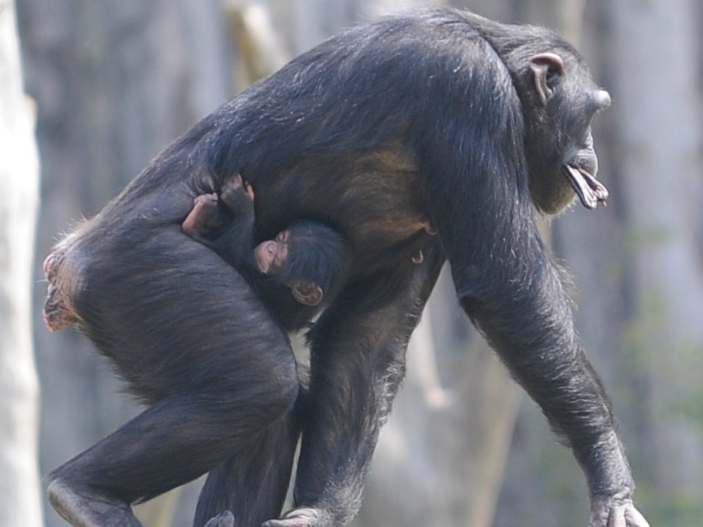 Uno scimpanzè con il suo piccolo al Parco Natura Viva   